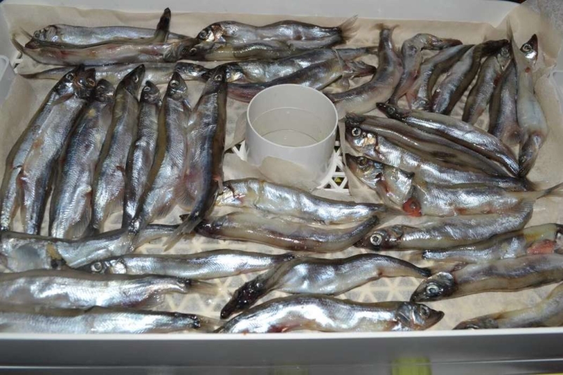 Дегидратор Oursson: вяленая рыбка хороша не только к футболу!